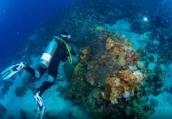「彭医生谈肛肠」怀孕期间哪些痔疮药可以用？